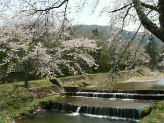 湯沢川の桜