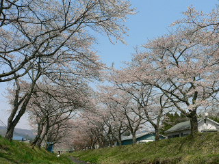 湯沢川の桜