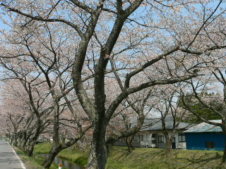 湯沢川の桜