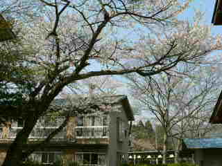 田中温泉の桜