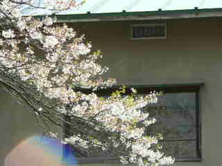 田中温泉の桜