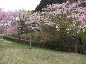 桜。