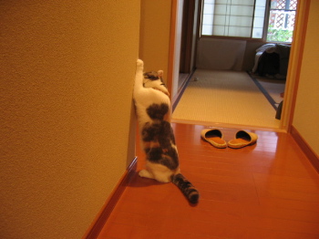 角にがし