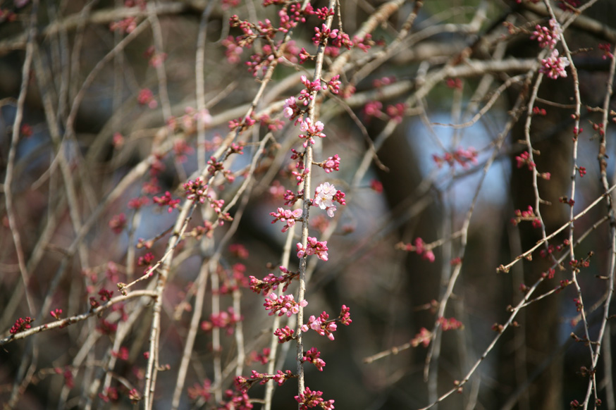 桜３