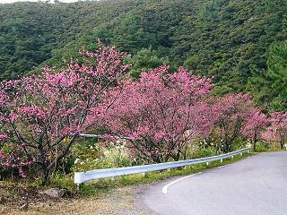 「本茶峠」桜並木