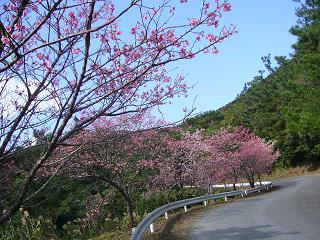 桜並木