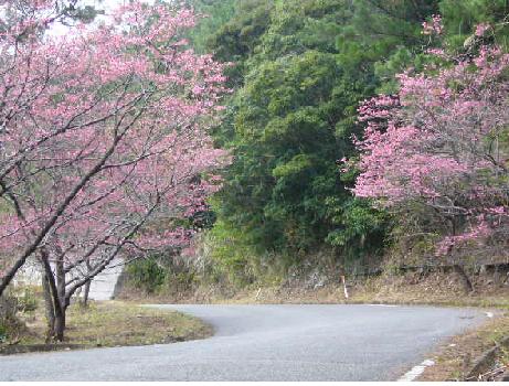 さくら・桜