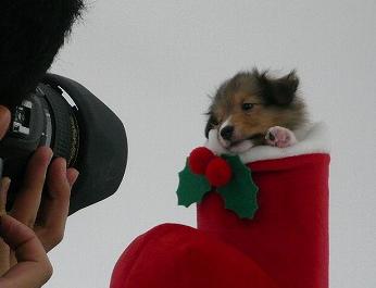 マリオンPuppy女の子