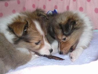 ケビン＆女の子