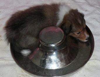 マリオンPuppy女の子