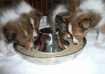 みんなで一緒ご飯♪