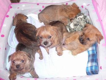 ケリーPuppy&キーラPuppy