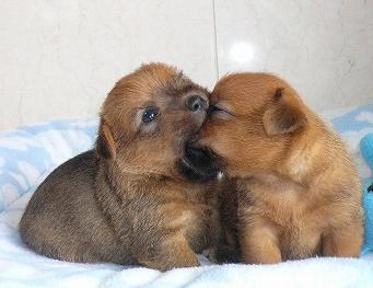 リジーPuppy