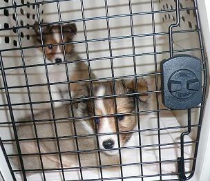 ケビン&お姉ちゃん