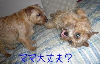 グリス＆リジー