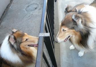 マティック＆ジェイド