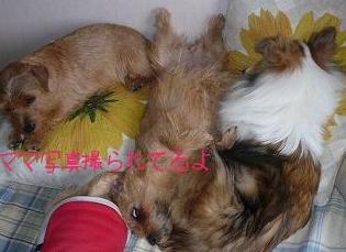 リン・ジーナ・クレスト