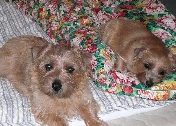 カイザー&ジーナ