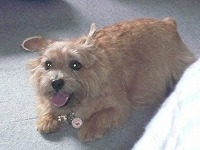 キャンディーちゃん