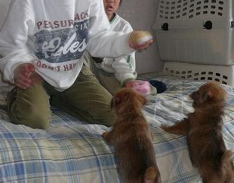 ケリーPuppy＆はる君・なお君