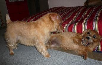 吉右衛門&ベリー