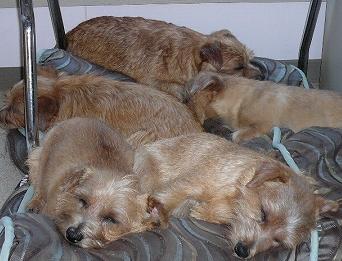 ノーフォーク軍団