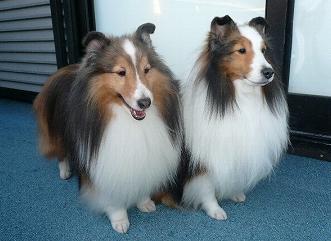 ミント＆シェイン