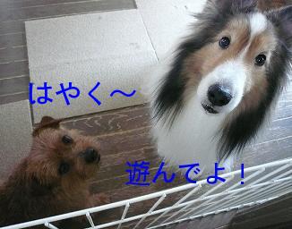 レオ＆バーディ