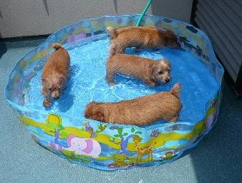 アポ・ベリー・ドナ・サリー