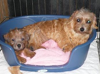 アロマ＆リジー