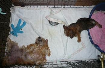 アロマ＆リジー