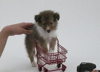 マリオンPuppy男の子