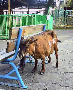 こども動物園のヤギさん