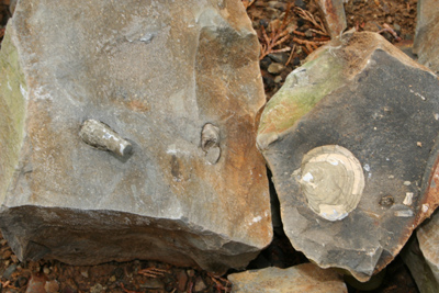 化石３