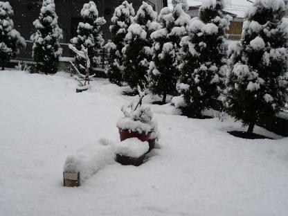 P1000655雪.JPG