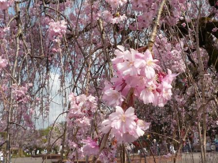 P1000653枝垂れ桜.JPG