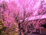 東大寺の梅