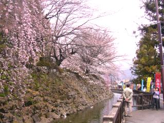 枝垂桜