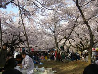 桜も人も