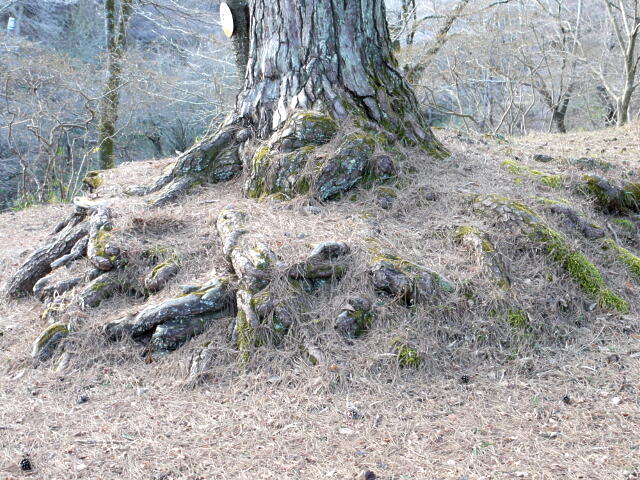 neagarimatsu-2