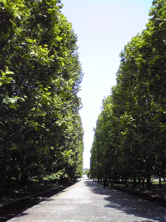 万博公園2008.5.27.jpg