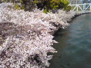 桜2009-3.jpg