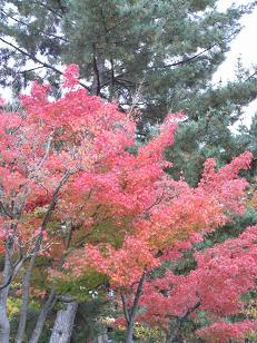 奈良紅葉１.jpg