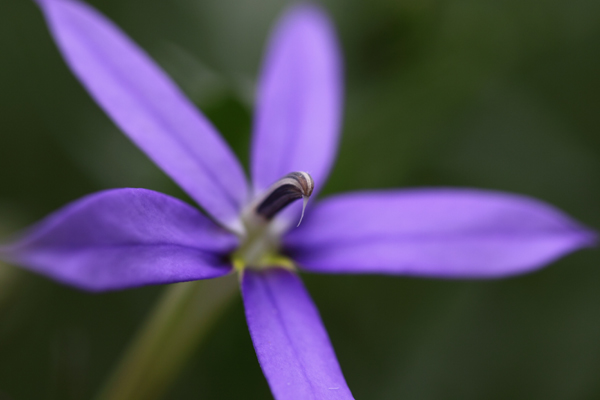 庭の花達２