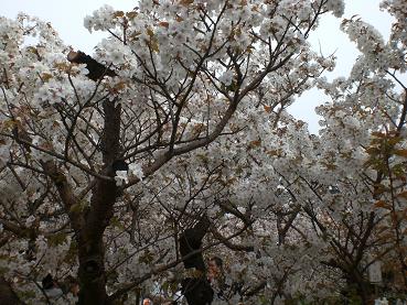 御室桜1.JPG