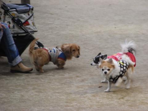 紹介ちます