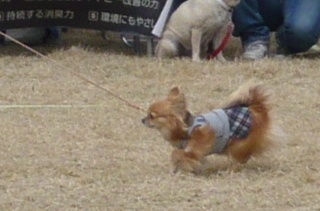 tabasaさん署のメイ刑事