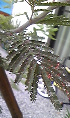 雨の粒・・・大事そうに抱えてるけど転がって落ちます