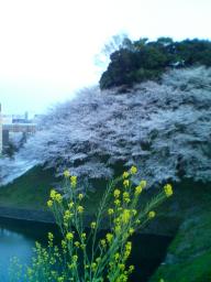 千鳥が淵の桜1