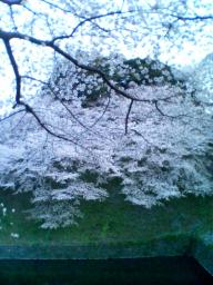 千鳥が淵の桜2